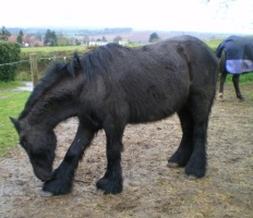 Horse